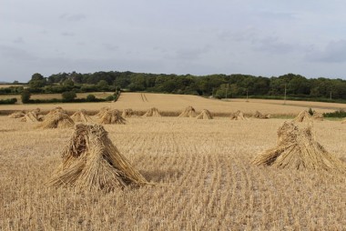 Wheat Reed Harvesting | Tom Whiteley Thatching, New Forest Hampshire
